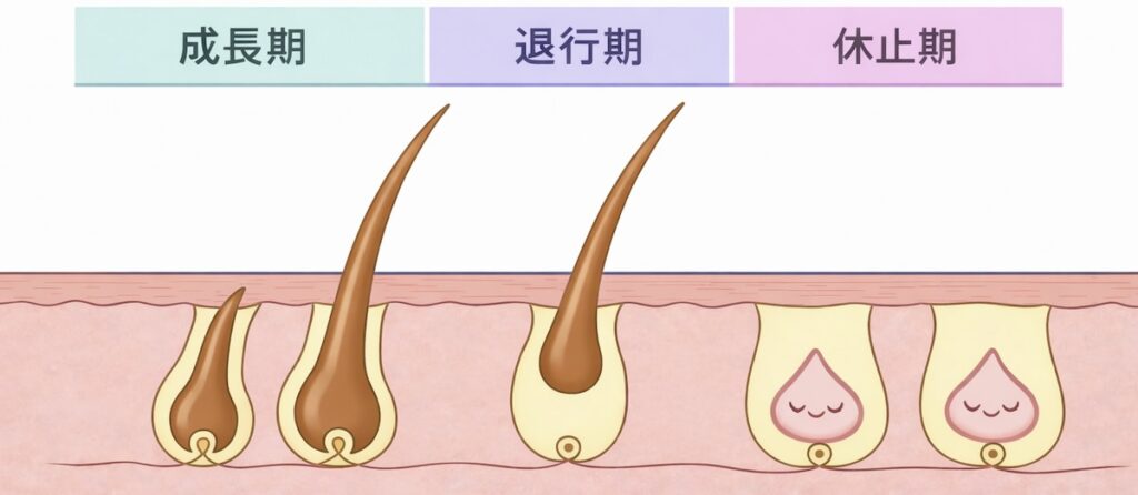 脱毛が長期戦になる理由 濃い色の元気な毛(成長期)は、全体の約20%だけ。 実は、肌の下には「眠っている毛(休止期)」がたくさん控えています。 脱毛機は**「起きている毛」にしか効果がない**ため、眠っている毛が起きてくるのを待ってから、数回に分けて照射する必要があるのです。